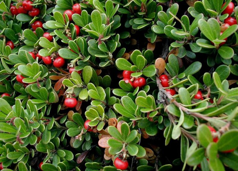 Arctostaphylos uva ursi (Beredruif)