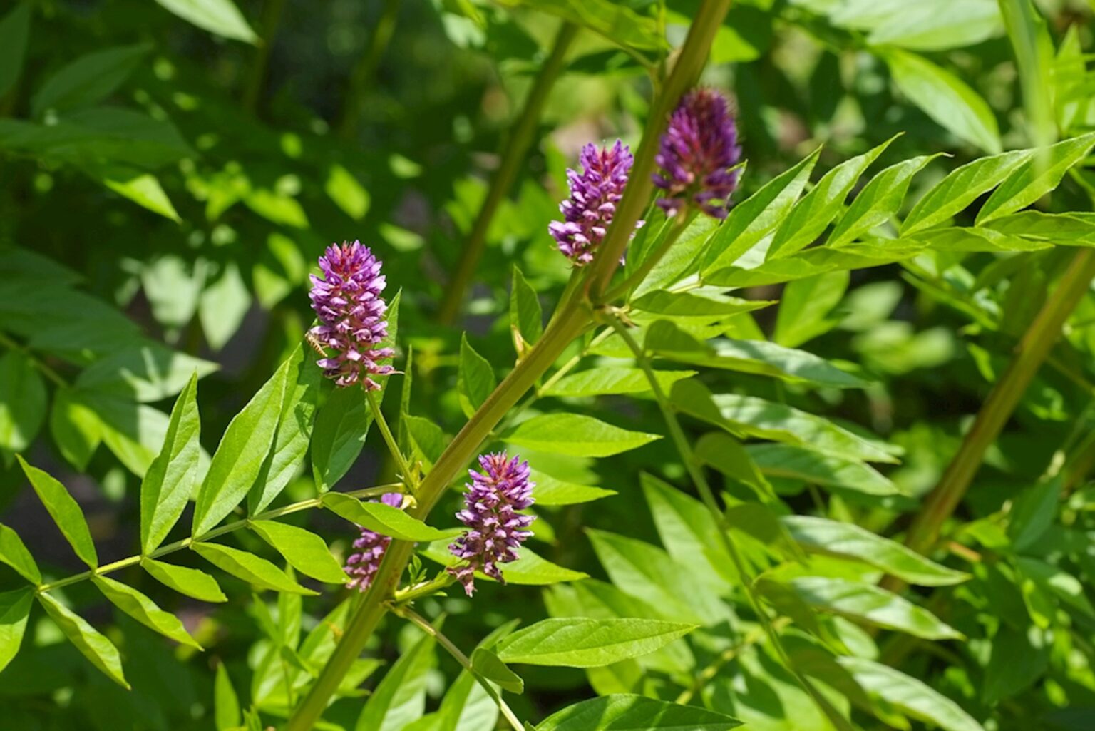 Glycyrrhiza glabra (Zoethout)