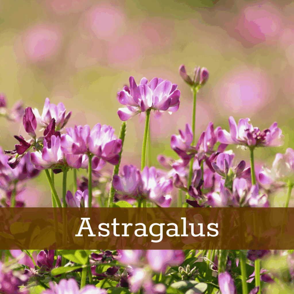 Kruidenhelen plant foto Astragalus