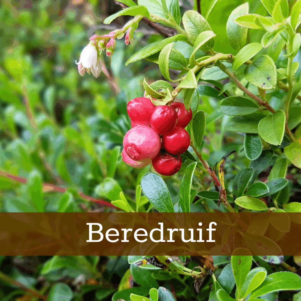 Kruidenhelen plant foto Beredruif
