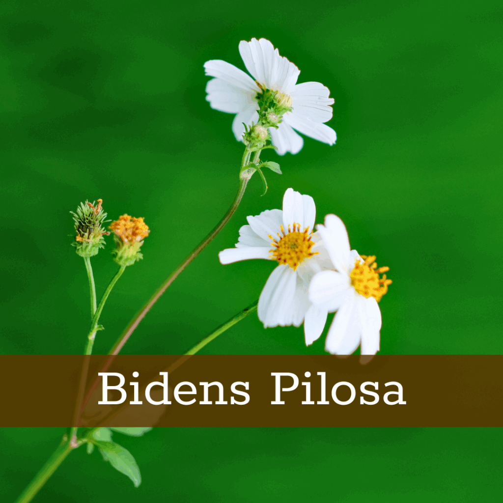 Kruidenhelen plant foto Bidens Pilosa