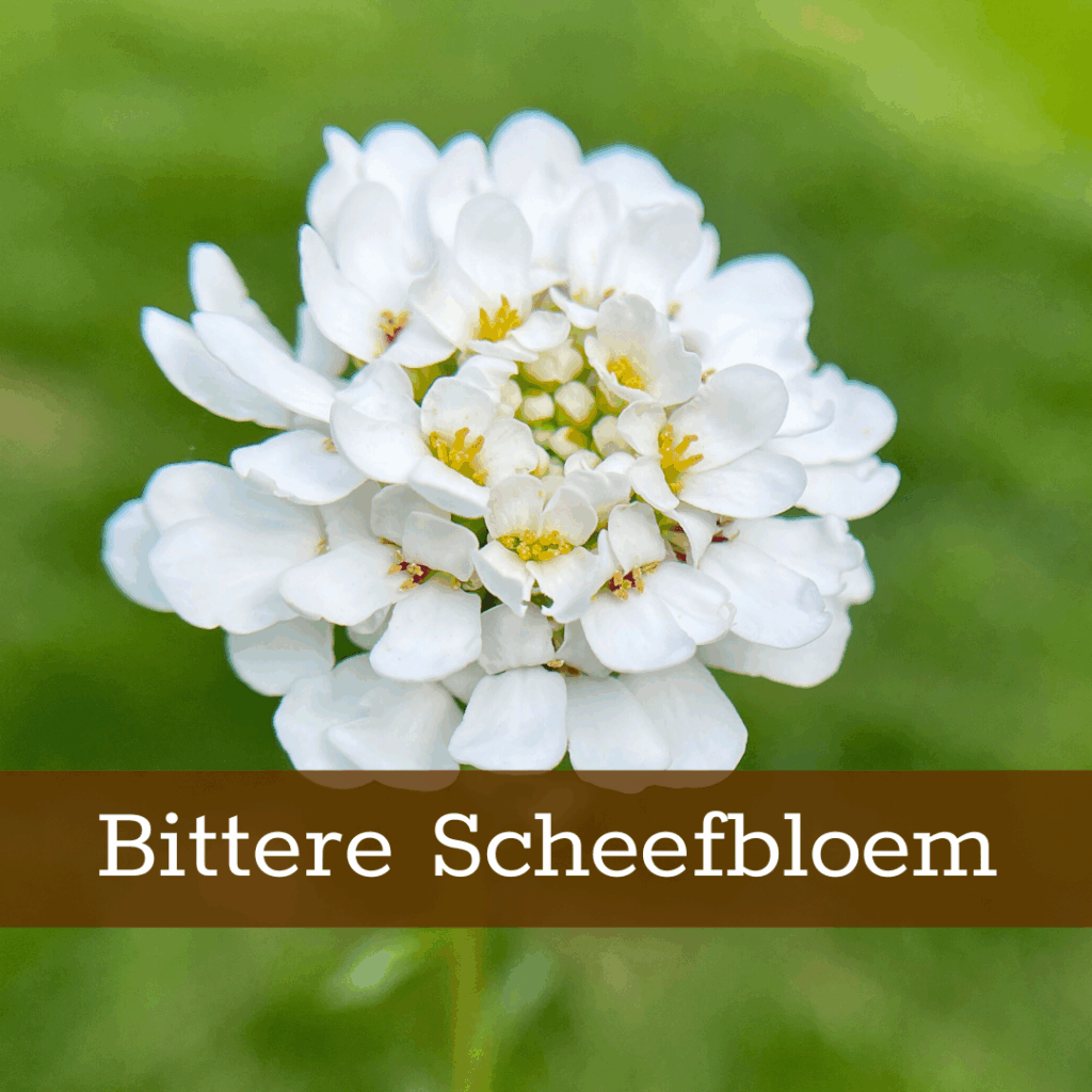 Kruidenhelen plant foto Bittere Scheefbloem