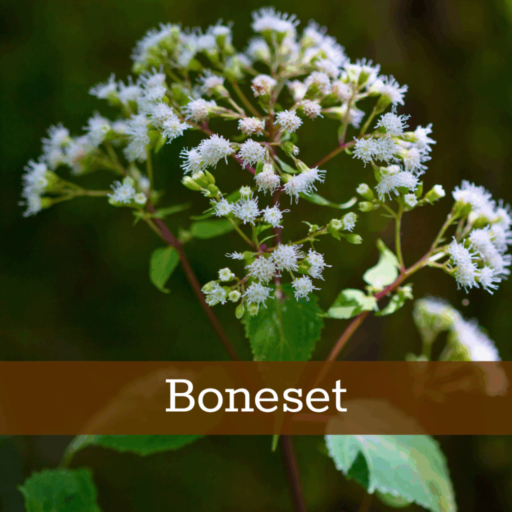 Kruidenhelen plant foto Boneset