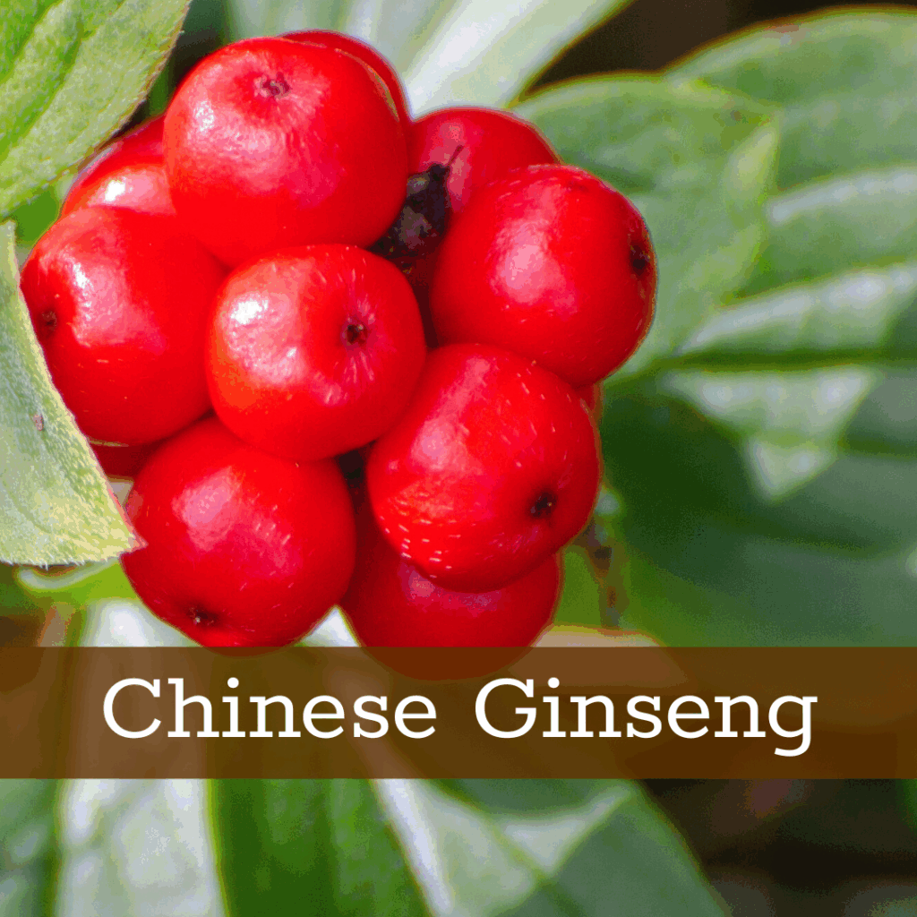 Kruidenhelen plant foto Chinese Ginseng