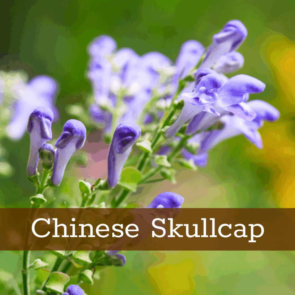 Kruidenhelen plant foto Chinese Skullcap