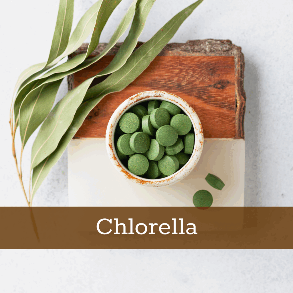 Kruidenhelen plant foto Chlorella