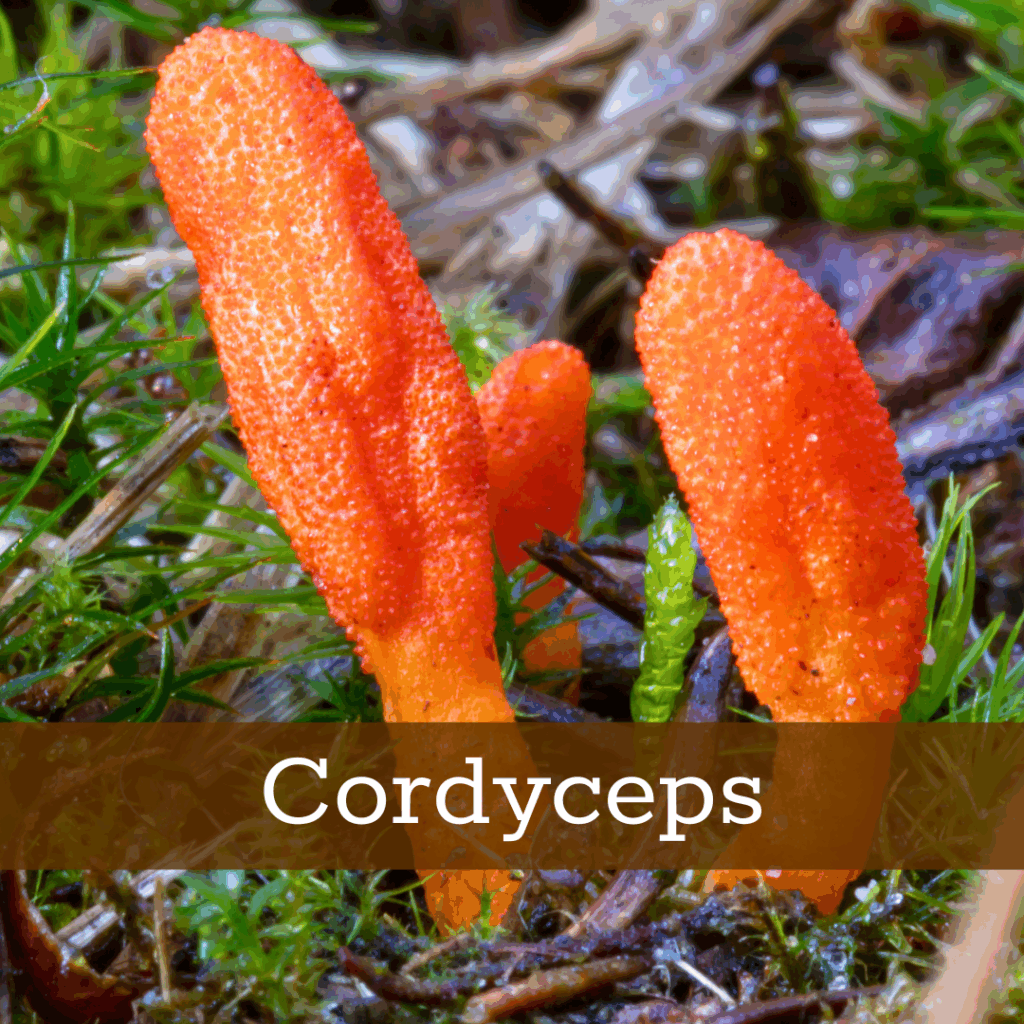 Kruidenhelen plant foto Cordyceps