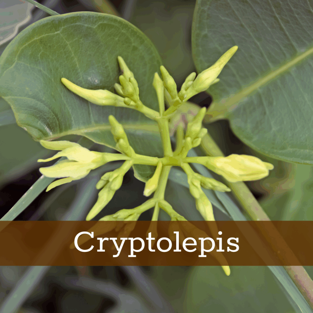 Kruidenhelen plant foto Cryptolepis sanguinolenta