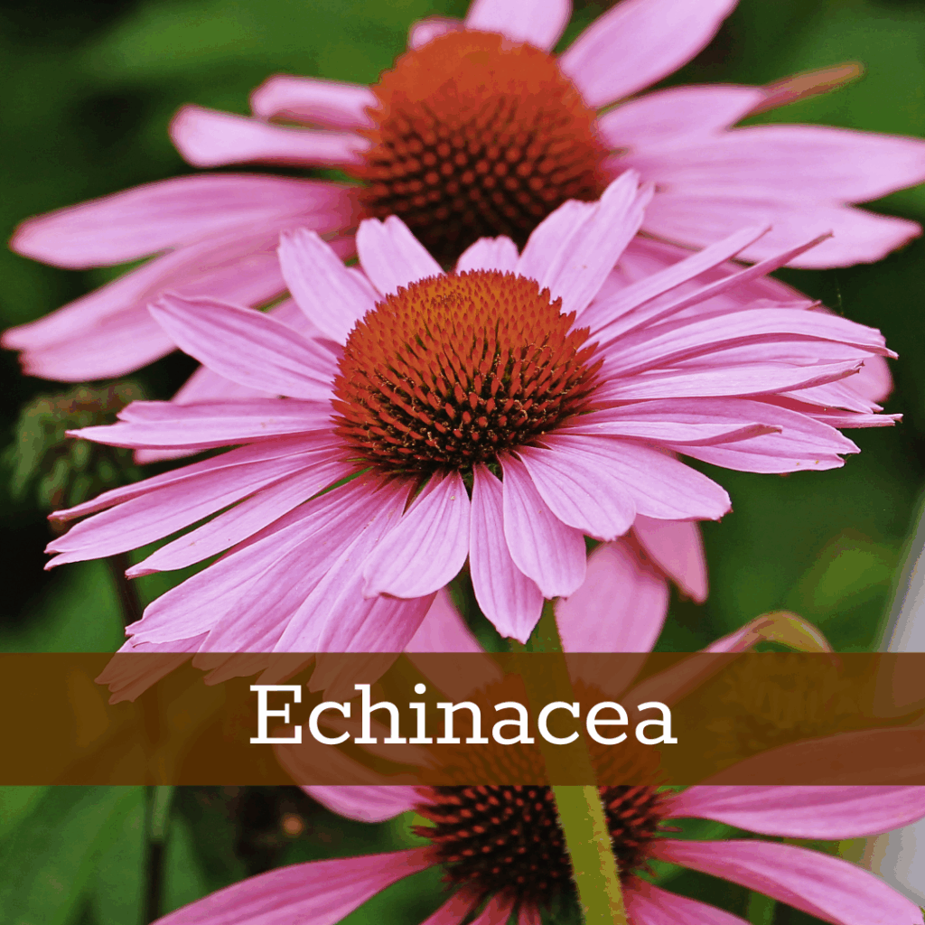 Kruidenhelen plant foto Echinacea