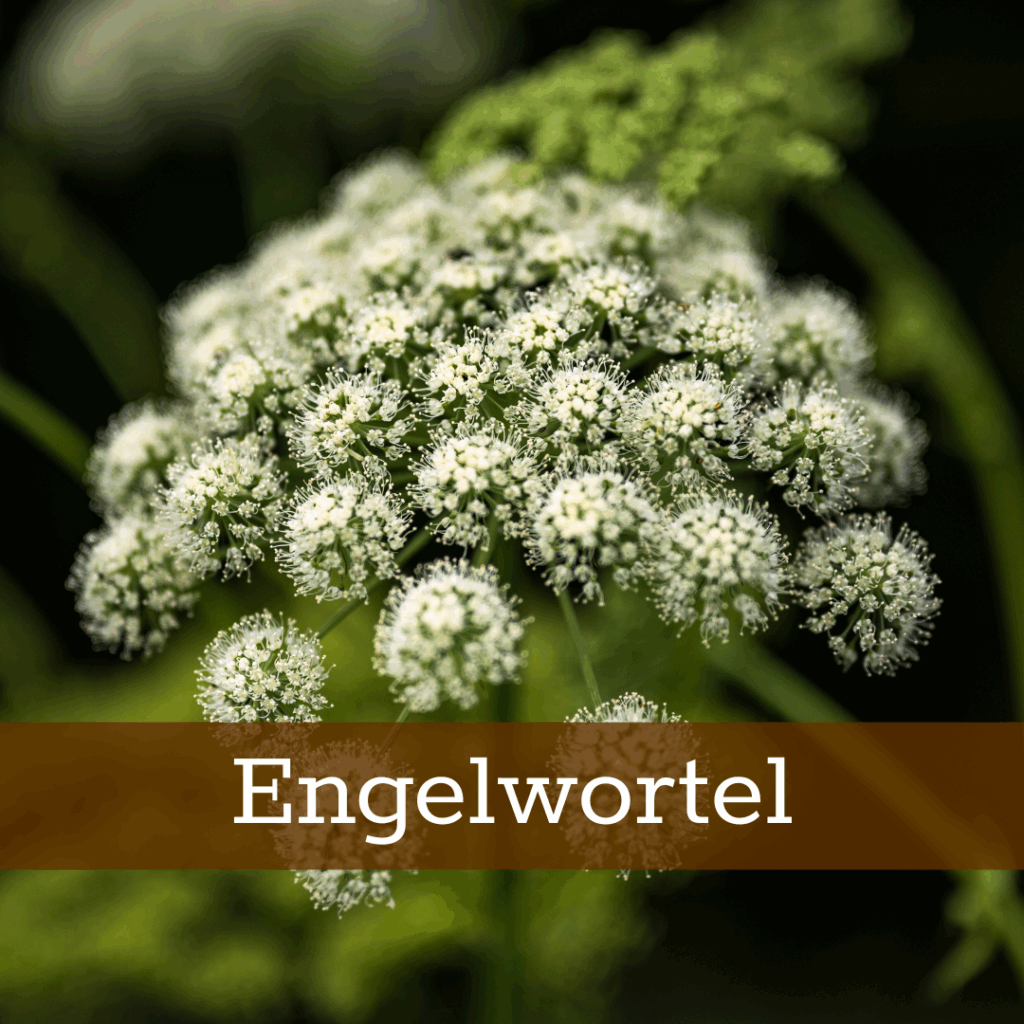 Kruidenhelen plant foto Engelwortel