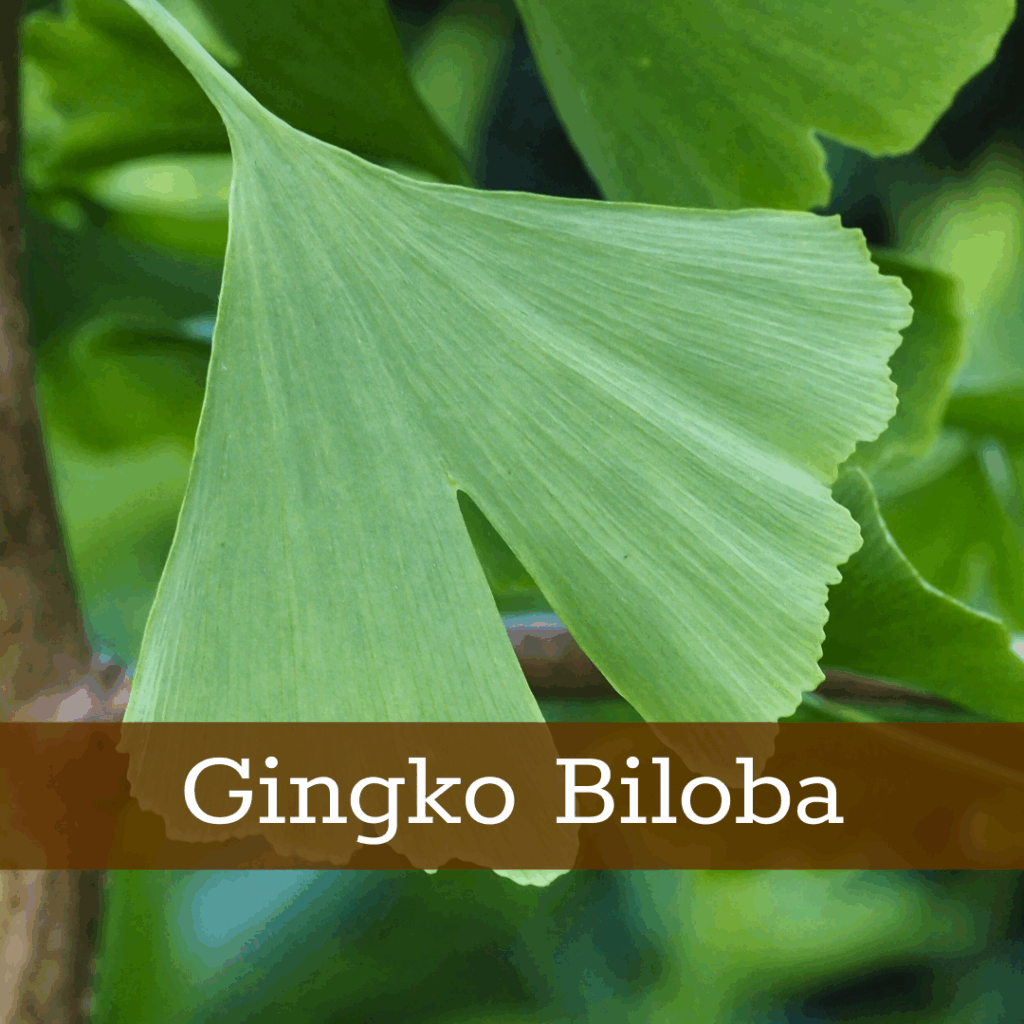 Kruidenhelen plant foto Gingko Biloba