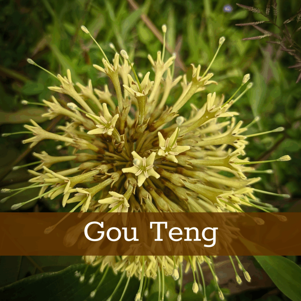 Kruidenhelen plant foto Gou Teng