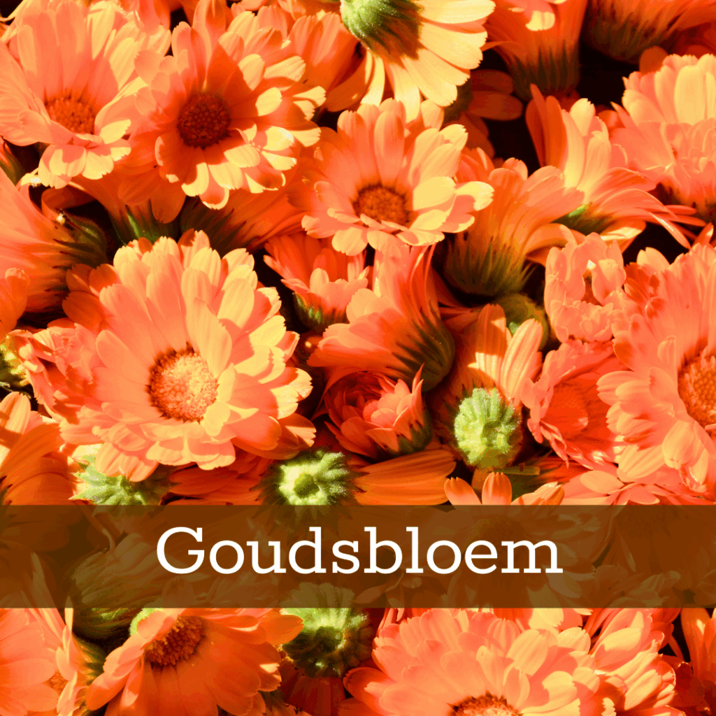 Kruidenhelen plant foto Goudsbloem