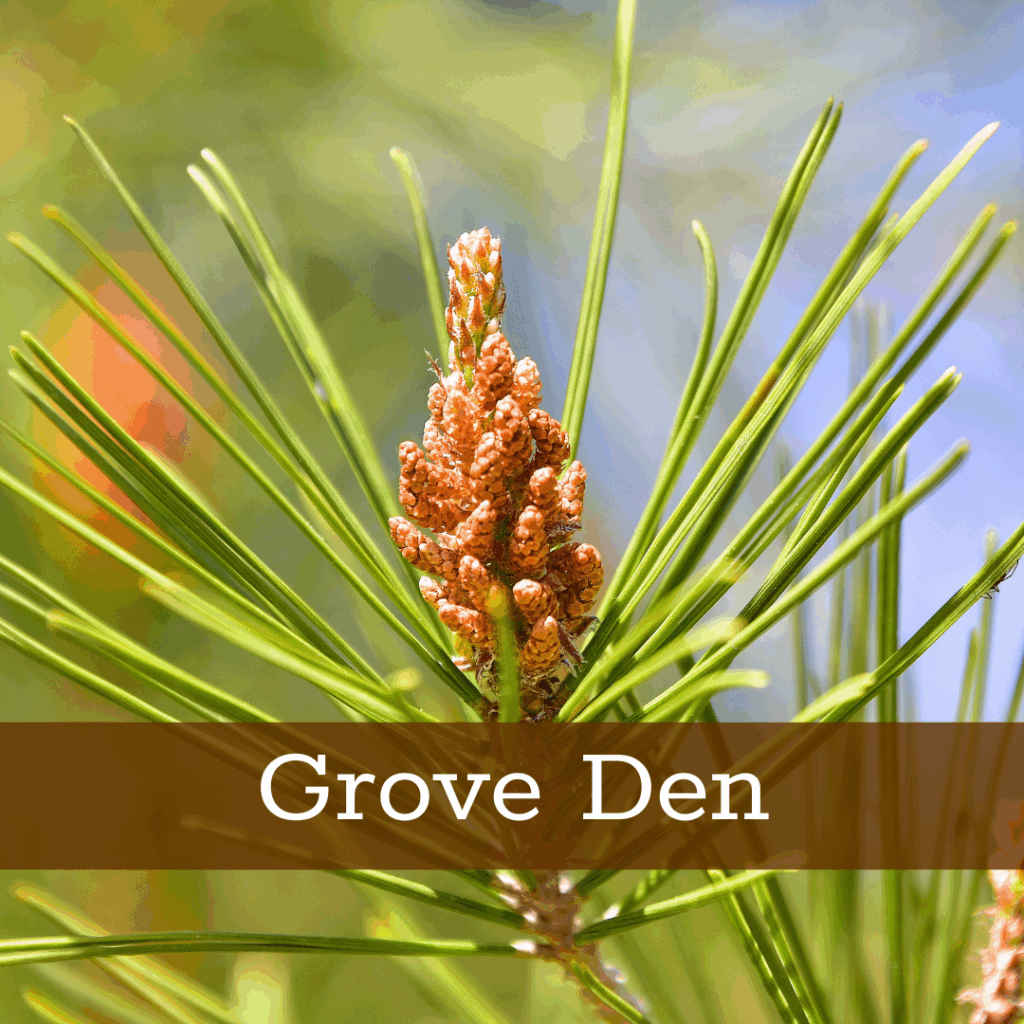 Kruidenhelen plant foto Grove Den