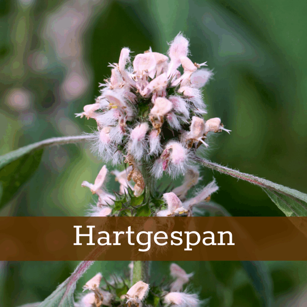 Kruidenhelen plant foto Hartgespan