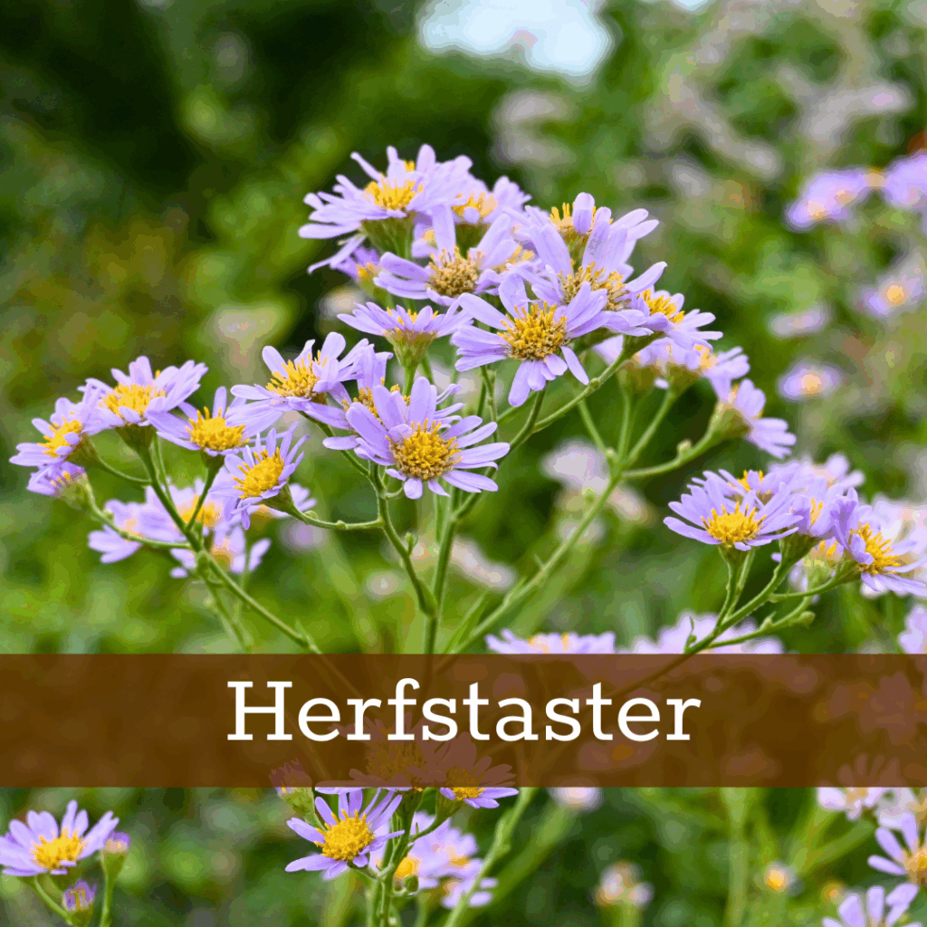 Kruidenhelen plant foto Herfstaster
