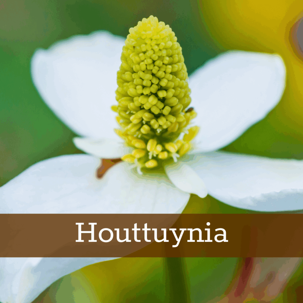 Kruidenhelen plant foto Houttuynia cordata