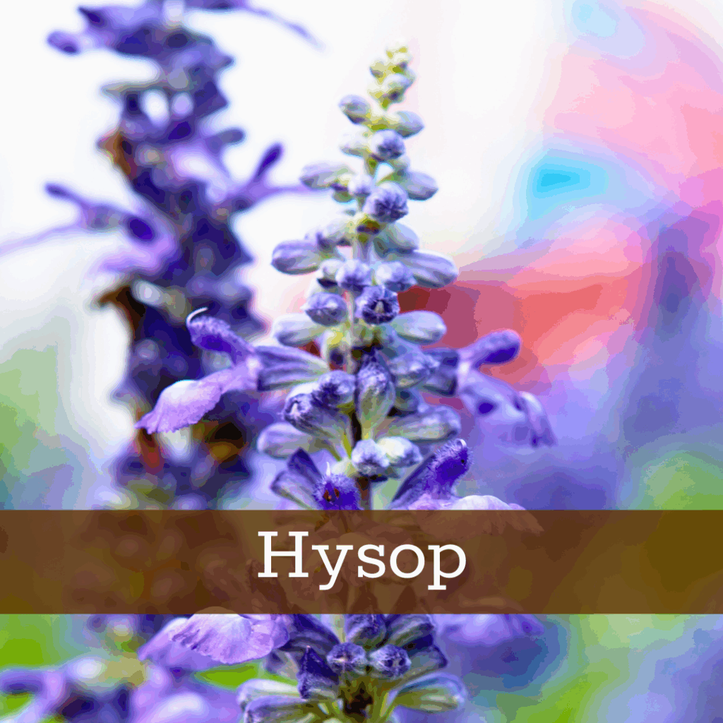 Kruidenhelen plant foto Hyssopus officinalis