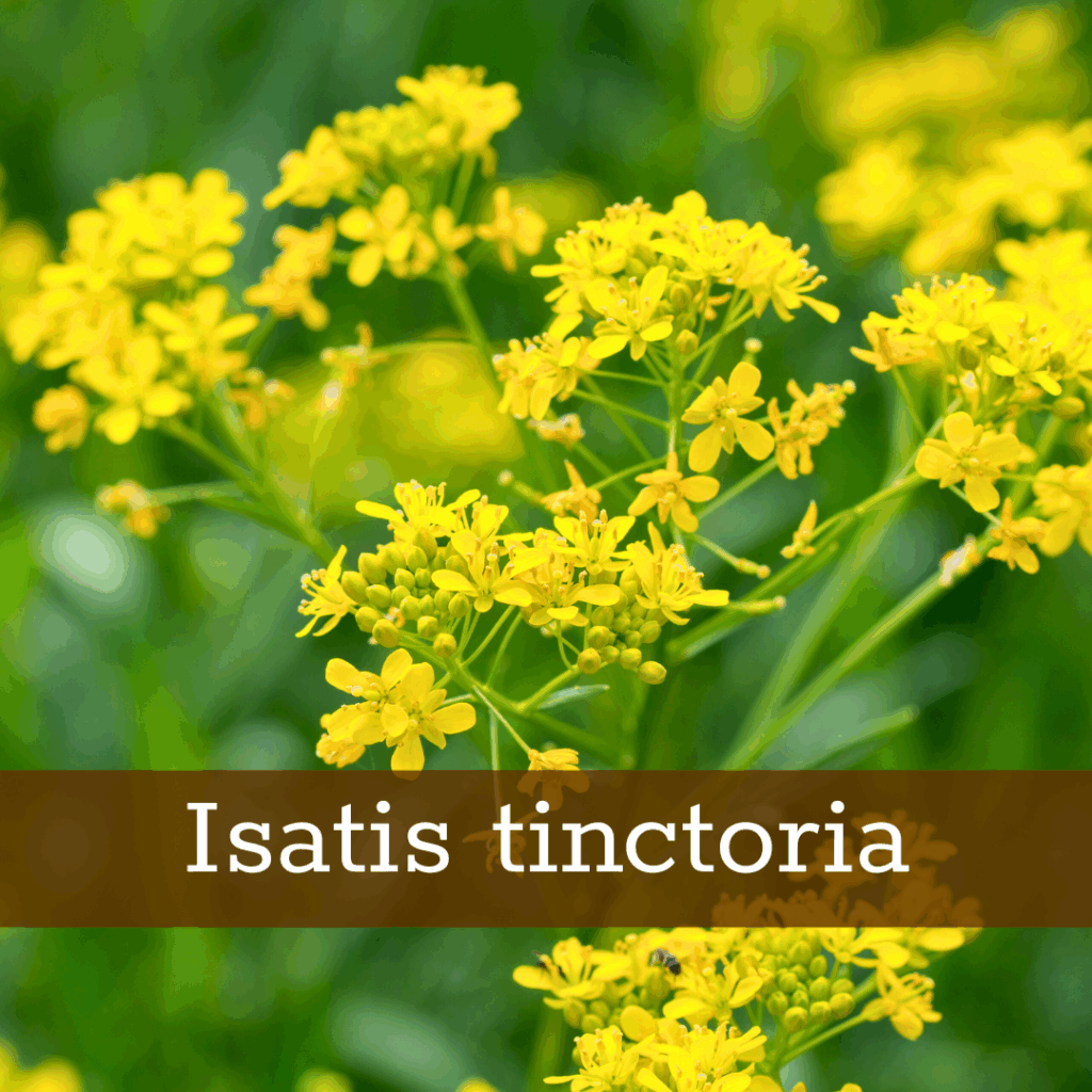 Kruidenhelen plant foto Isatis tinctoria