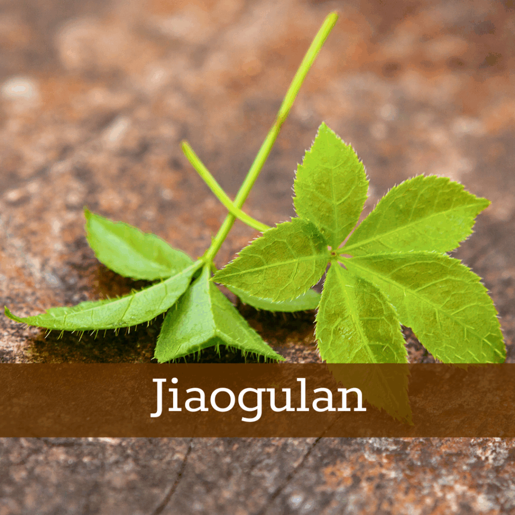 Kruidenhelen plant foto Jiaogulan