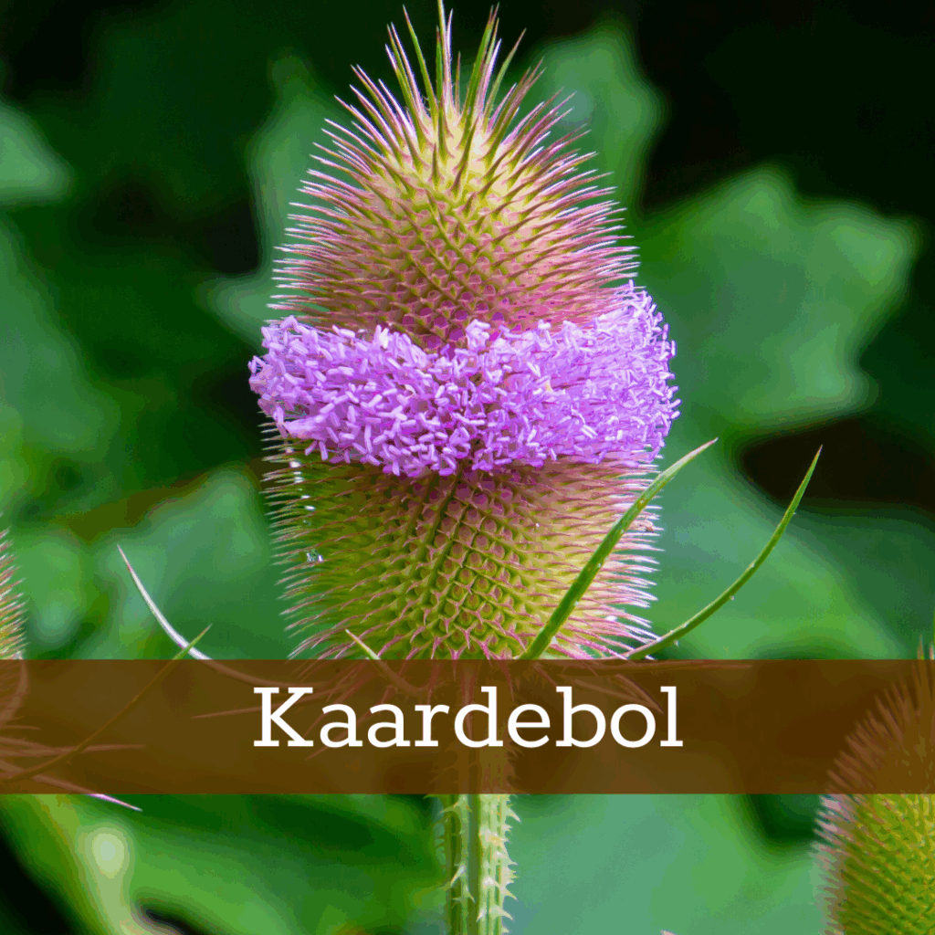 Kruidenhelen plant foto Kaardebol