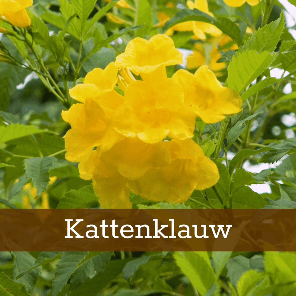Kruidenhelen plant foto Kattenklauw