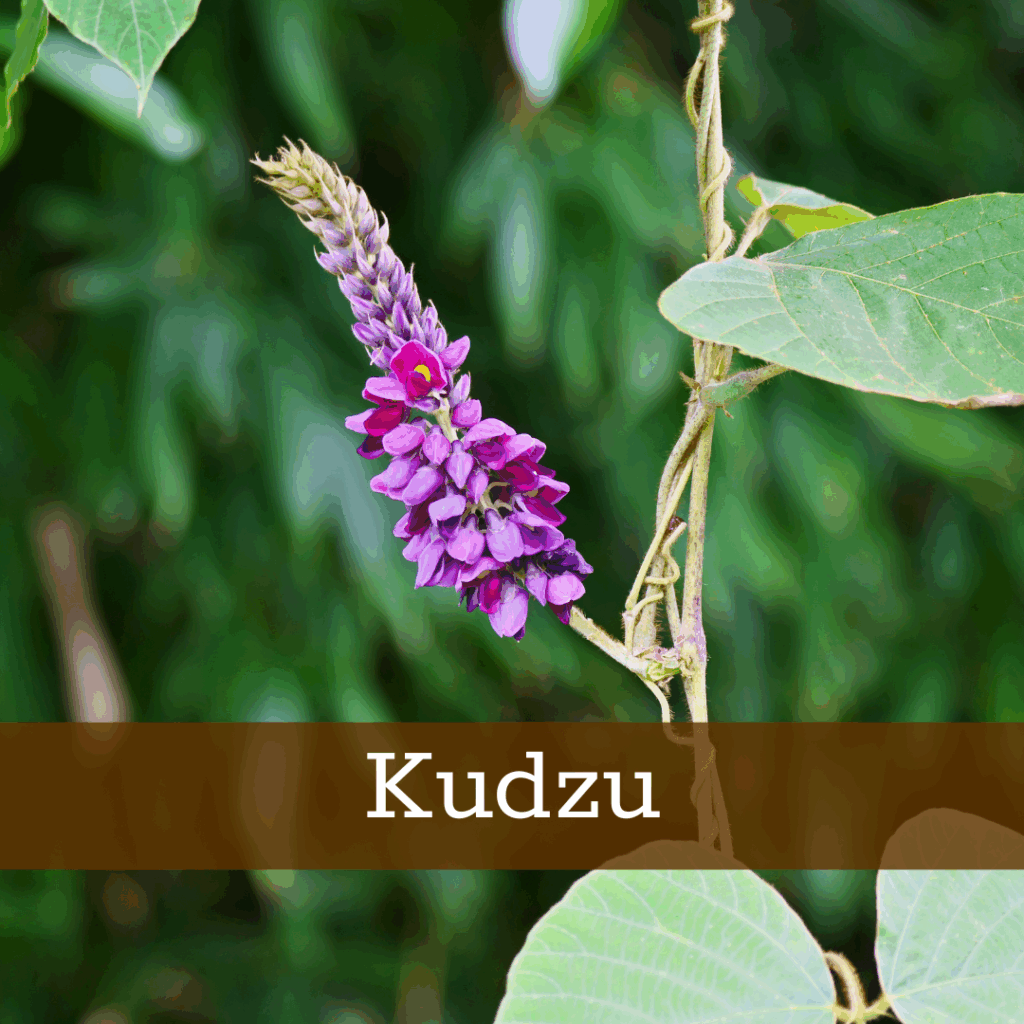 Kruidenhelen plant foto Kudzu