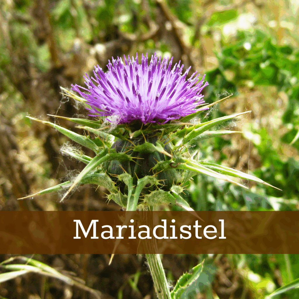 Kruidenhelen plant foto Mariadistel