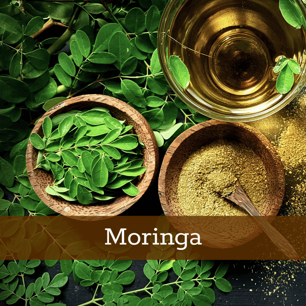 Kruidenhelen plant foto Moringa