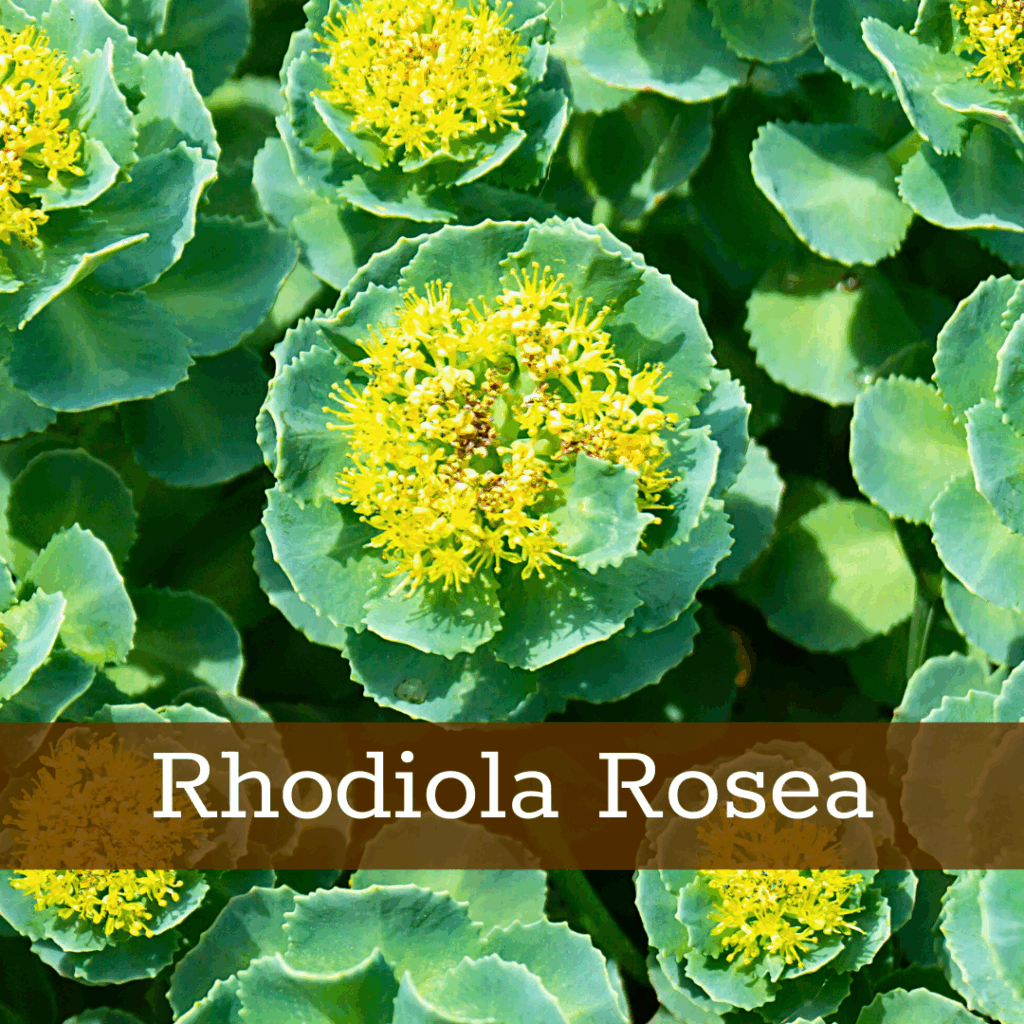 Kruidenhelen plant foto Rhodiola rosea
