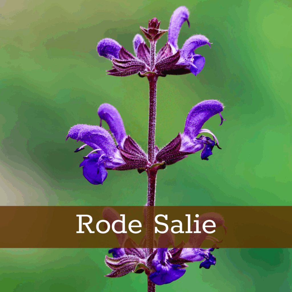 Kruidenhelen plant foto Rode salie