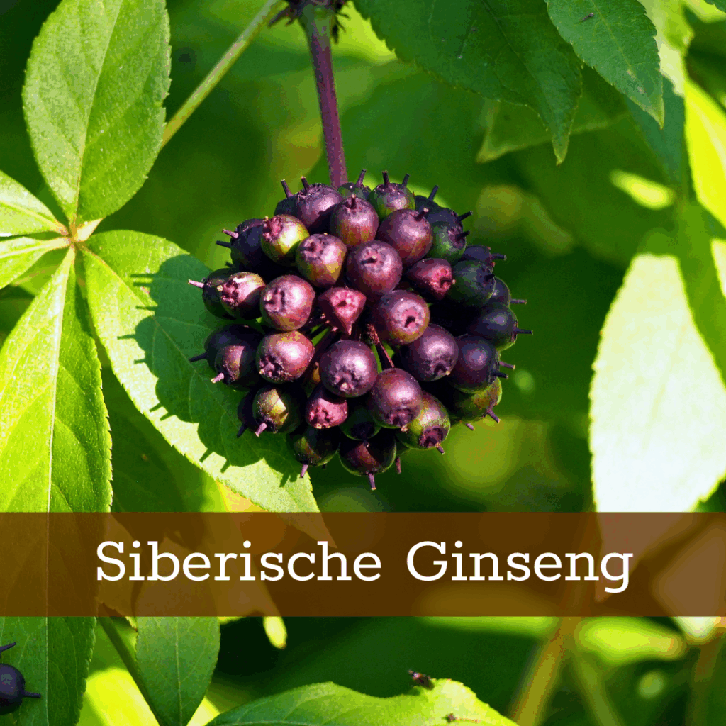 Kruidenhelen plant foto Siberische Ginseng