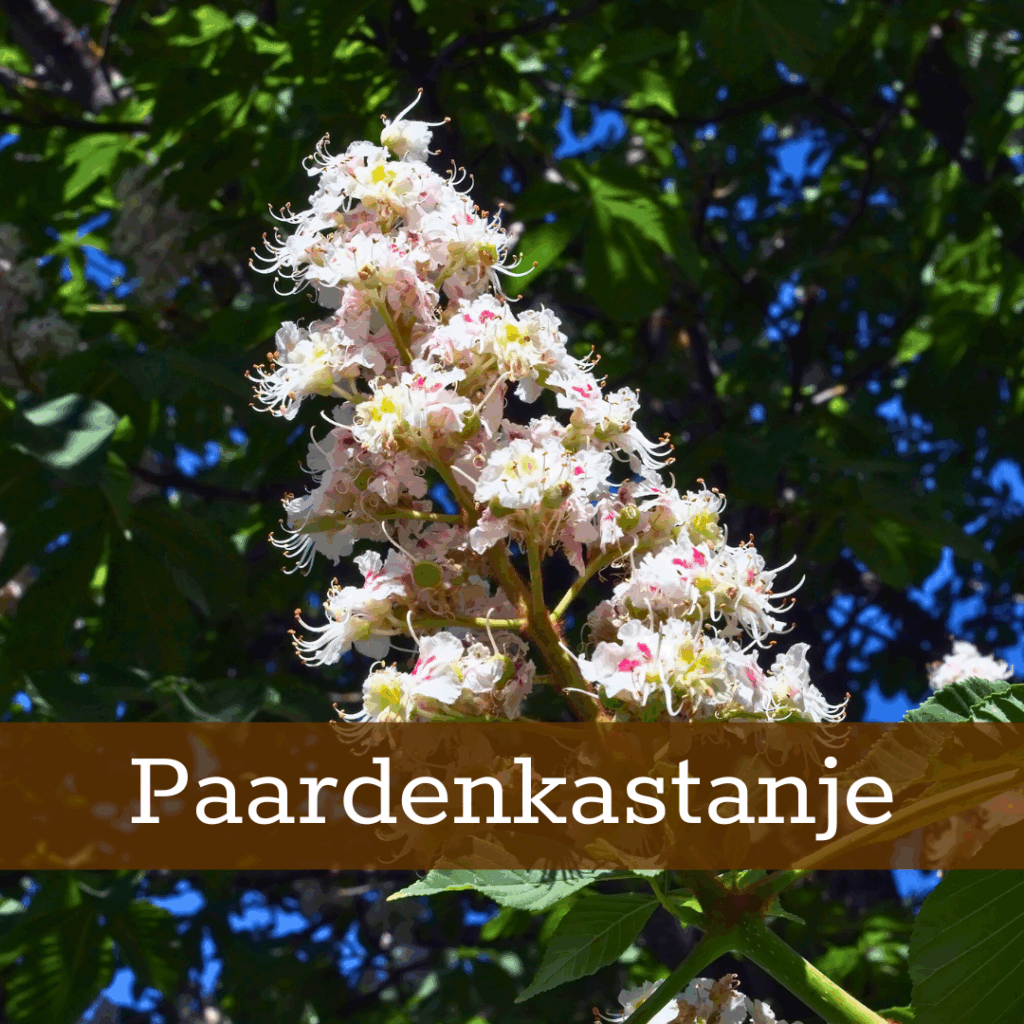 Kruidenhelen plant foto Witte Paardenkastanje (1)