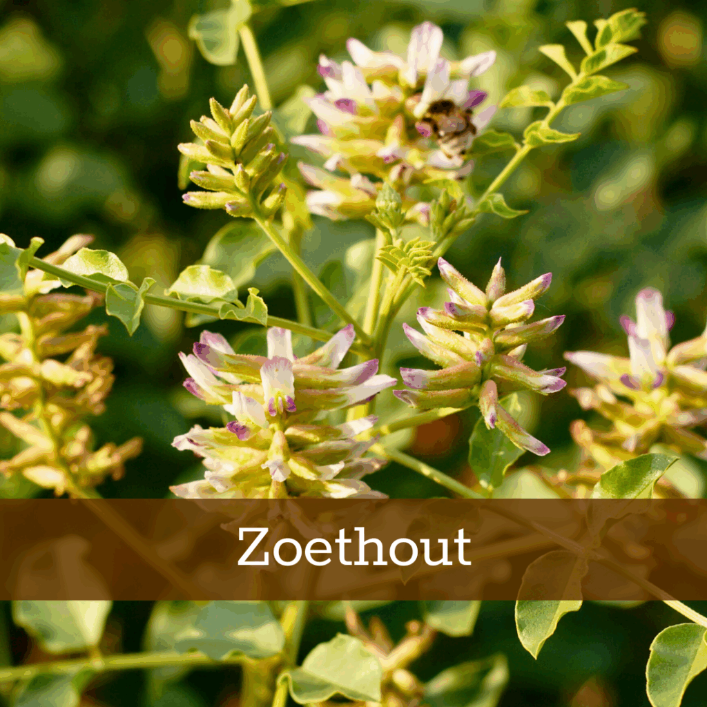 Kruidenhelen plant foto Zoethout