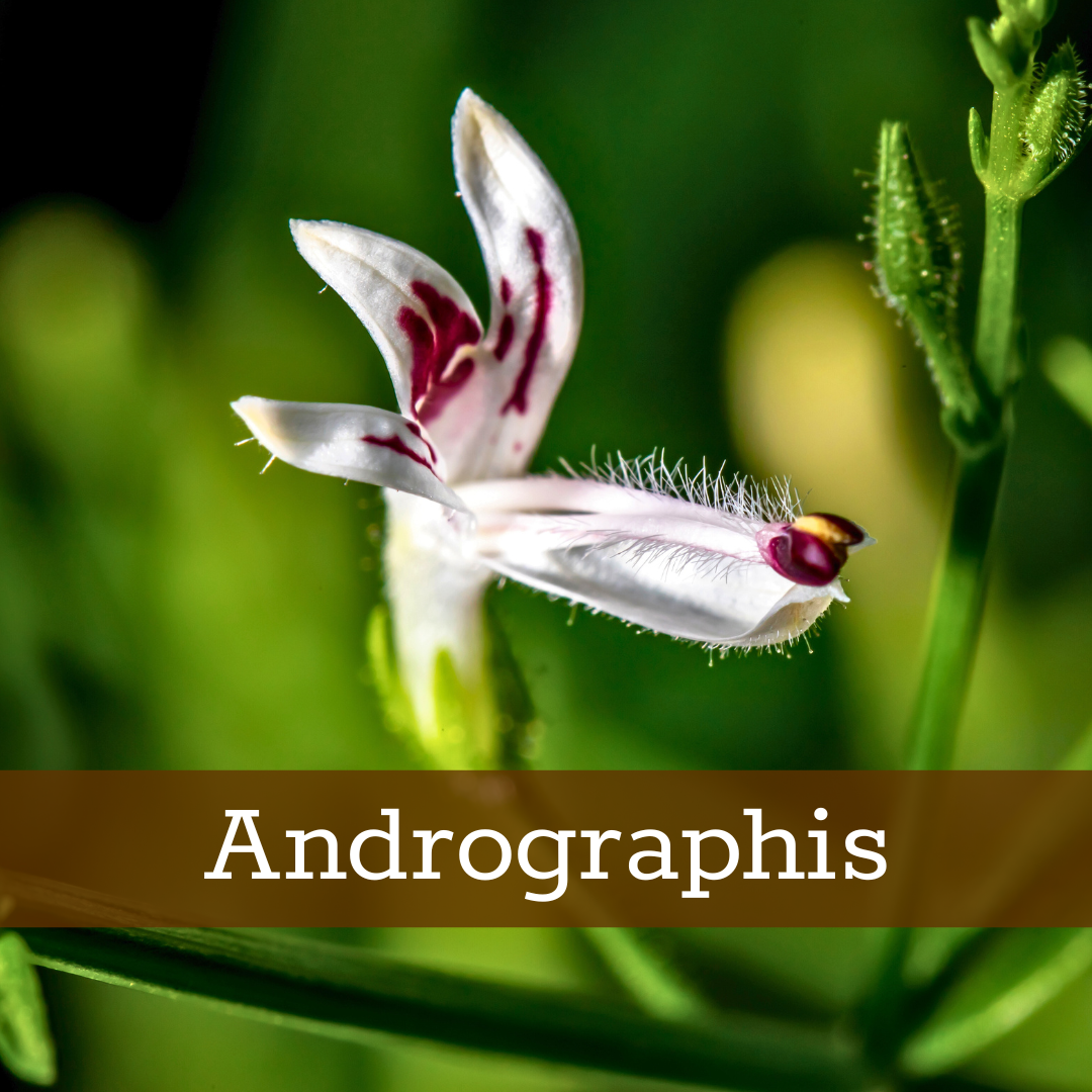 Kruidenhelen plant foto aandrographis