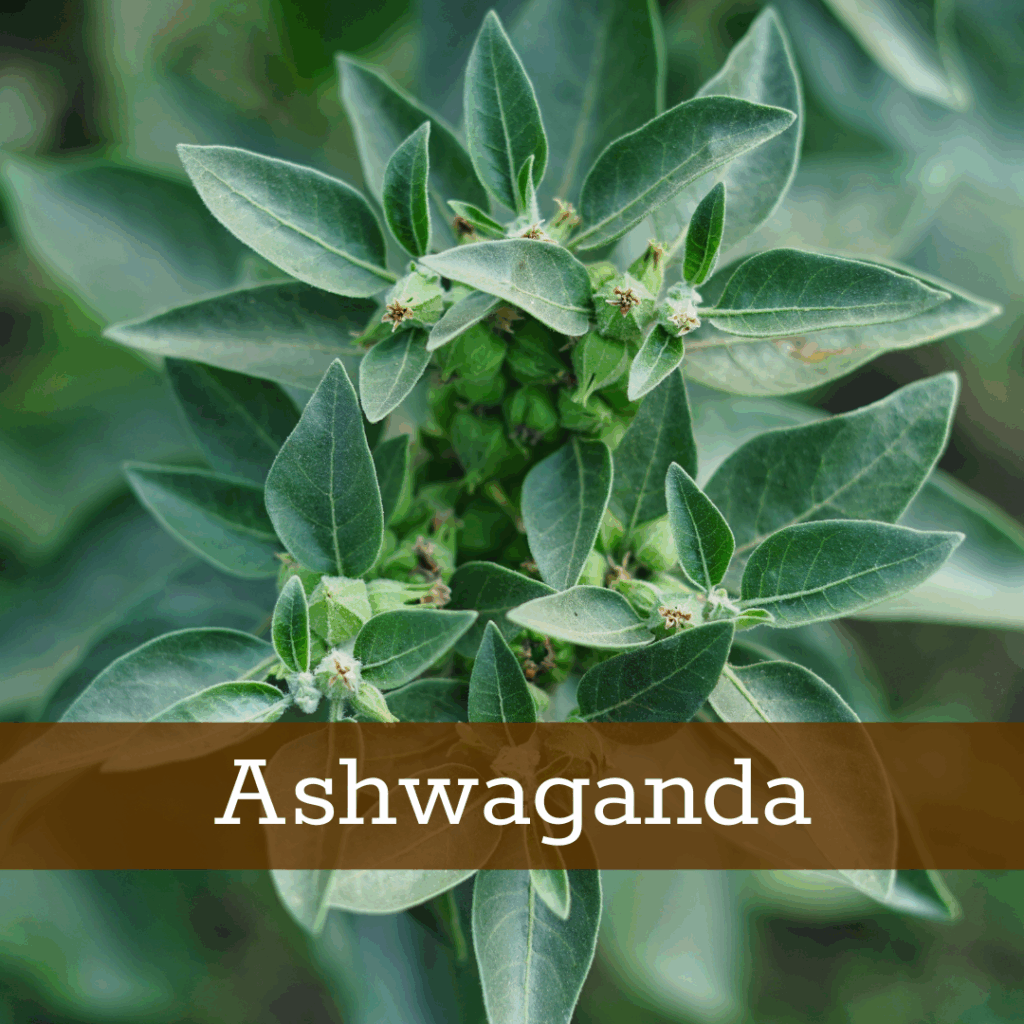Kruidenhelen plant foto Ashwaganda