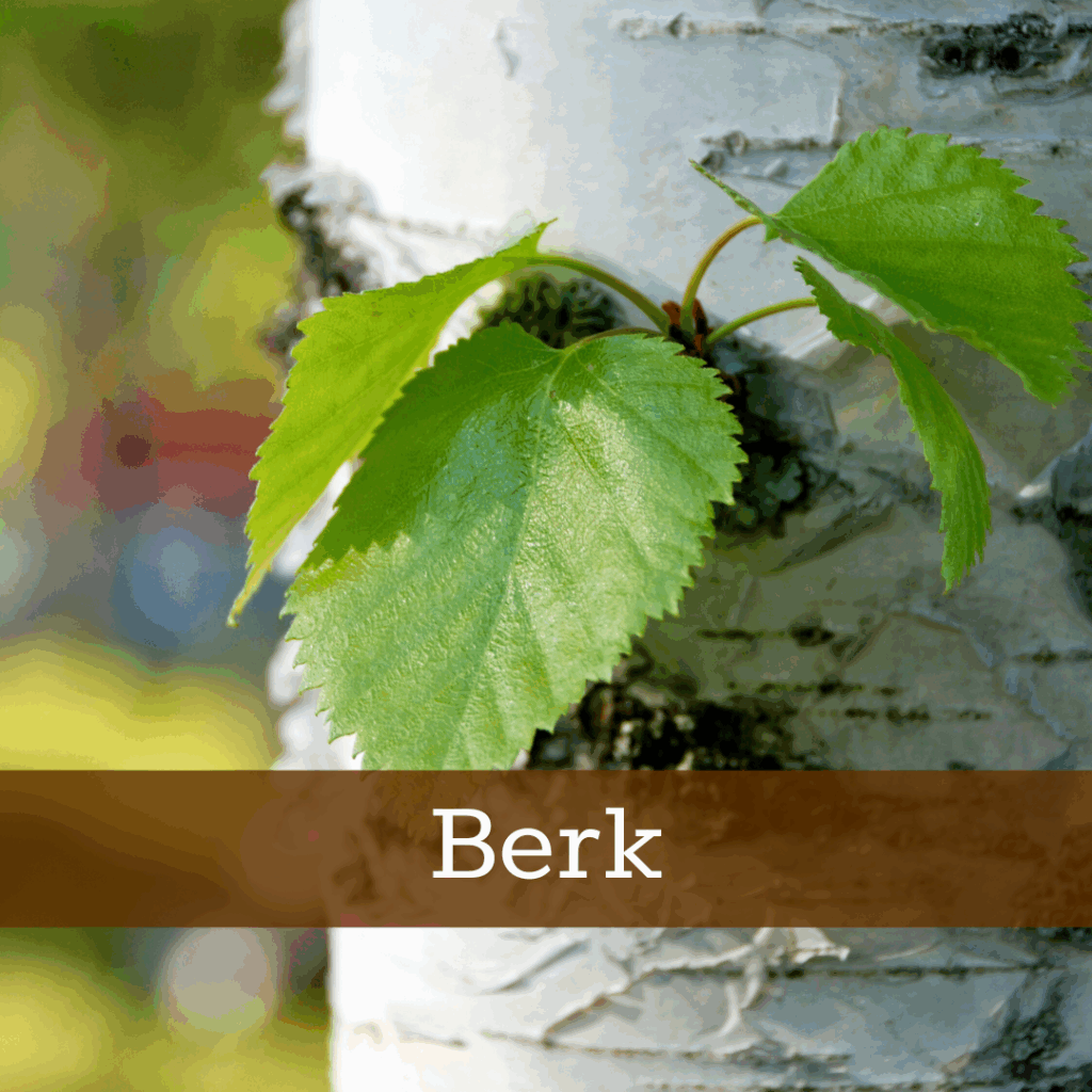 Kruidenhelen plant foto Berk