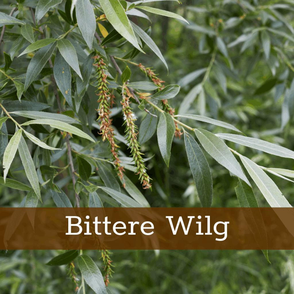 Kruidenhelen plant foto Bittere wilg