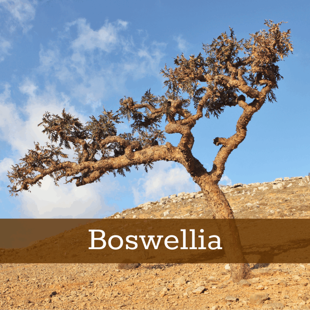 Kruidenhelen plant foto Boswellia