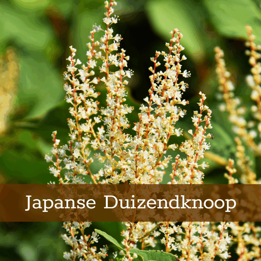 Kruidenhelen plant foto Japanse Duizendknoop