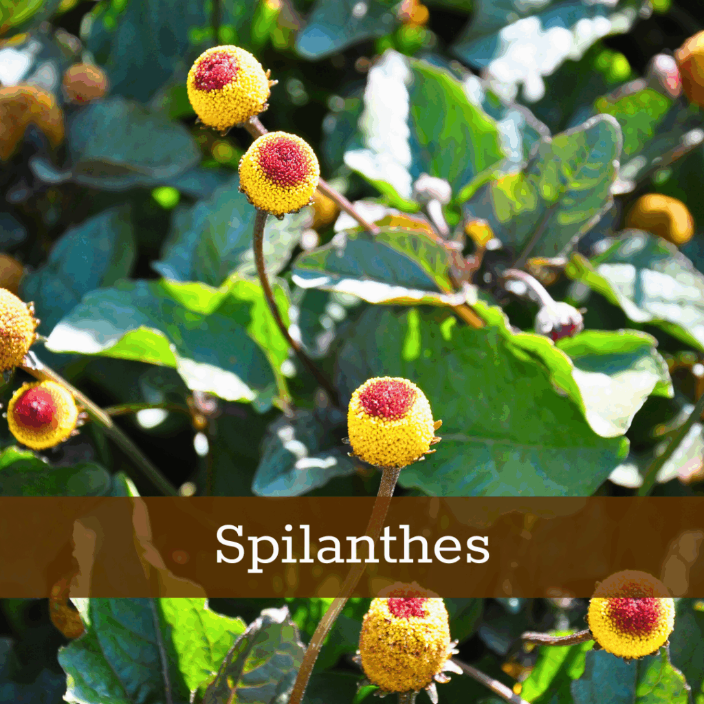 Kruidenhelen-plant-foto-Spilanthes