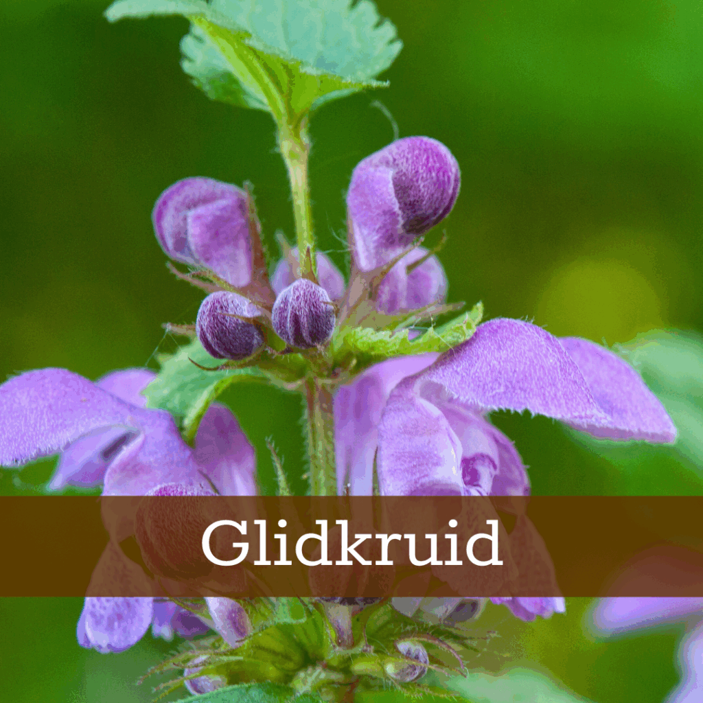 Kruidenhelen plant foto Glidkruid