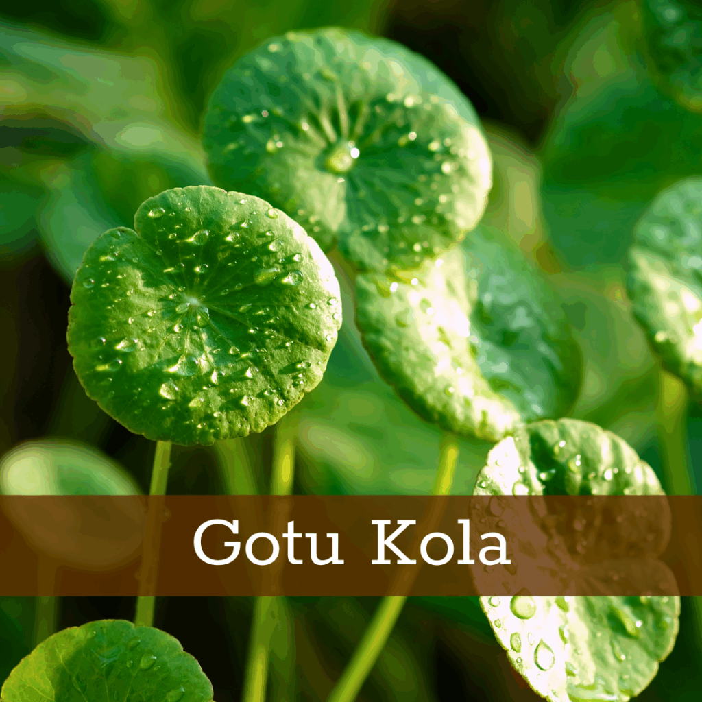 Kruidenhelen plant foto Gotu Kola