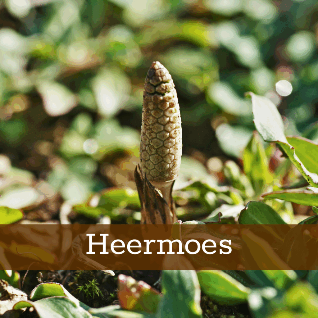 Kruidenhelen plant foto Heermoes