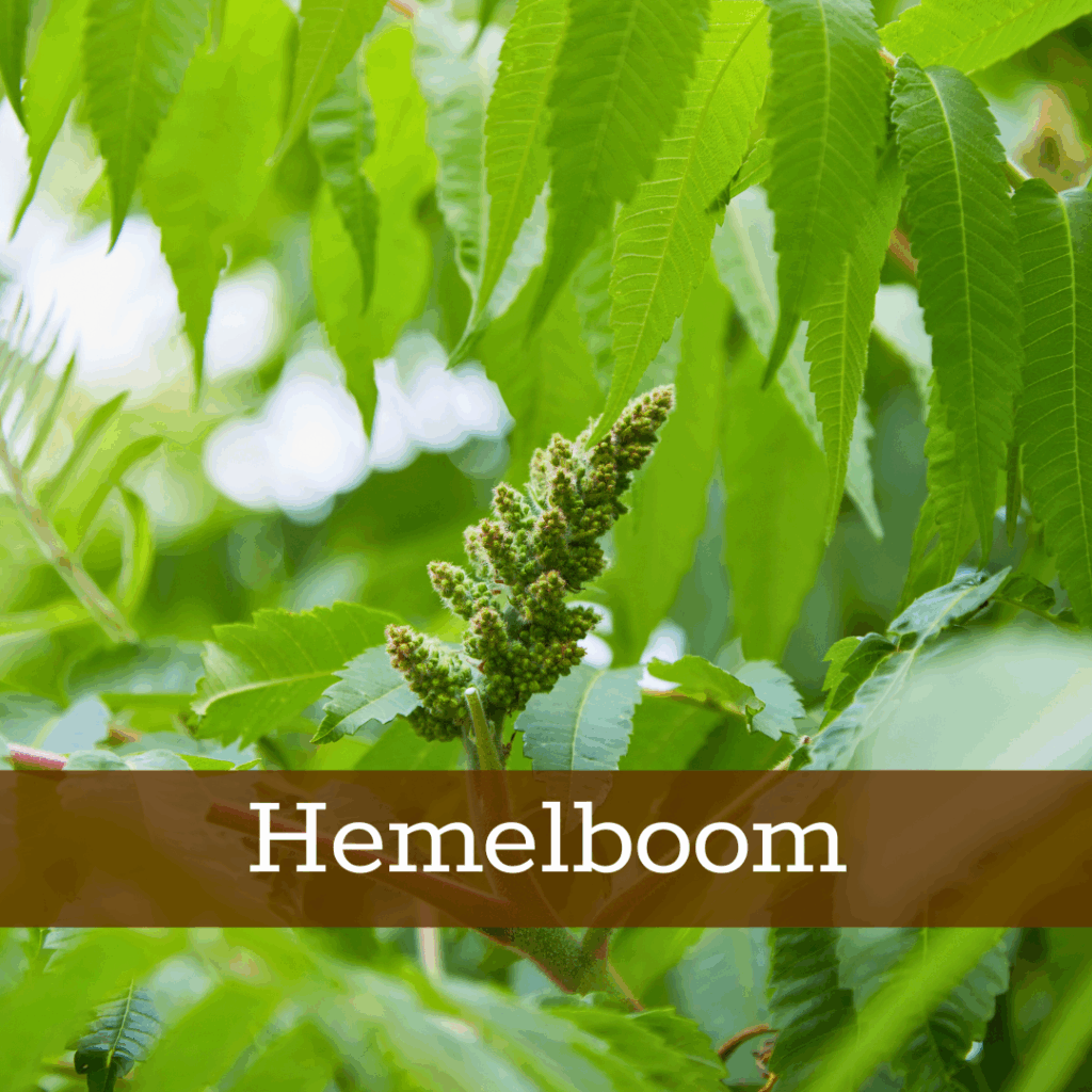 Kruidenhelen plant foto Hemelboom