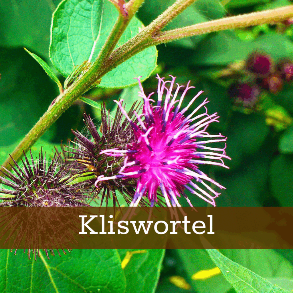 Kruidenhelen plant foto Kliswortel