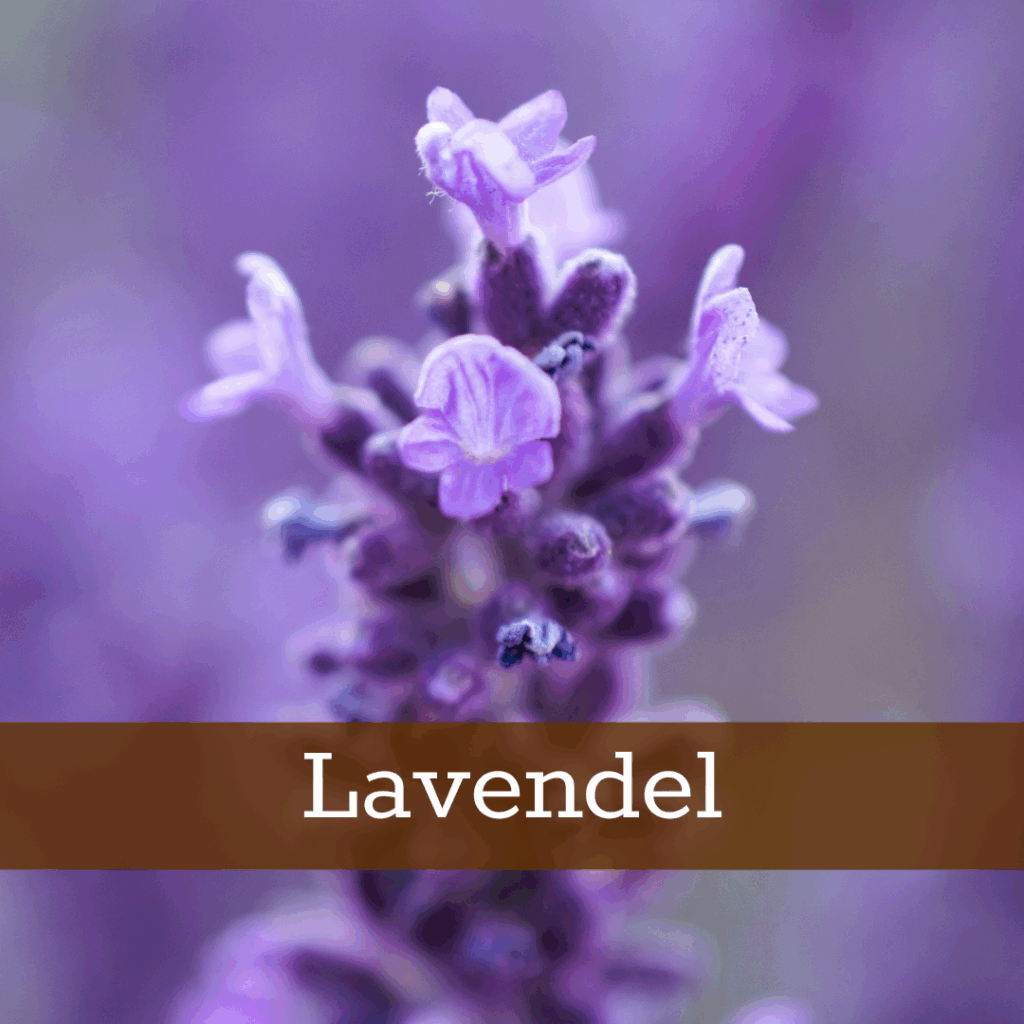 Kruidenhelen plant foto Lavendel