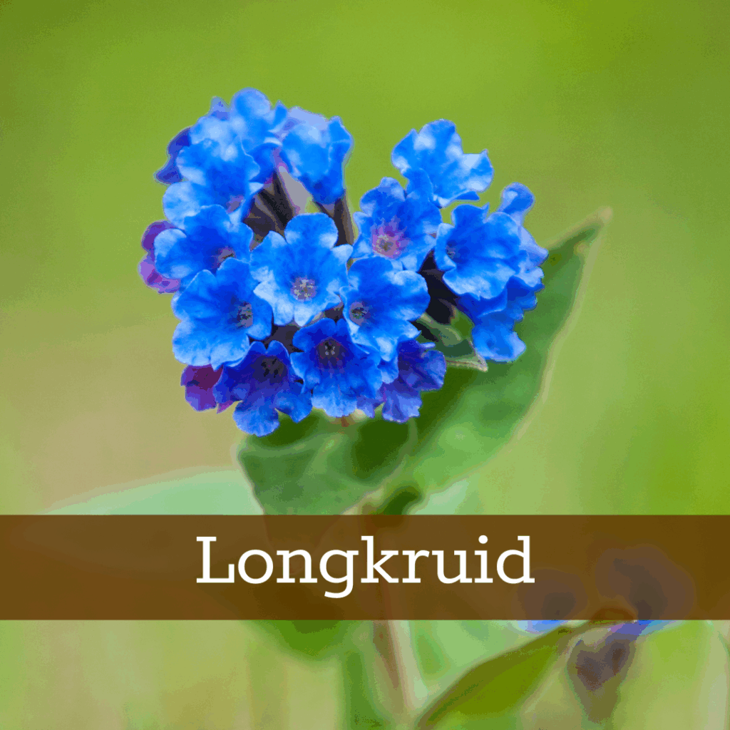 Kruidenhelen plant foto Longkruid