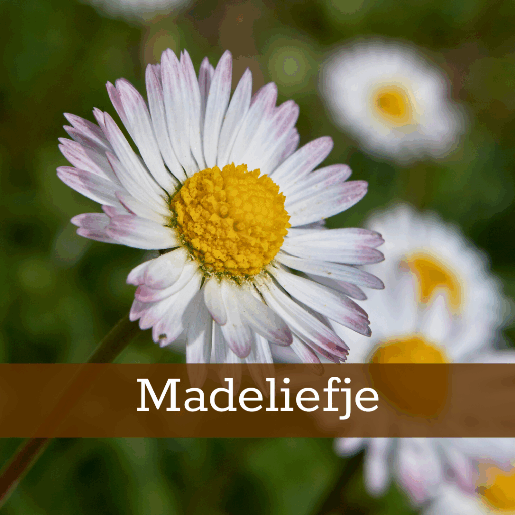 Kruidenhelen plant foto Madeliefje