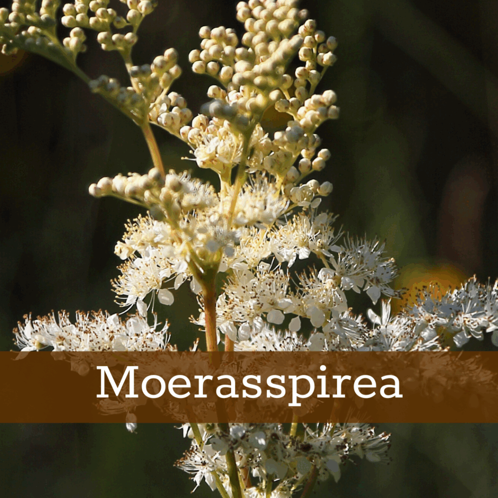 Kruidenhelen plant foto Moerasspirea